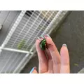 ちひろ|葛飾区 立石のスナック|グリーンパンサー()
