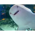 さつき|北足立郡 伊奈町内宿台のキャバクラ|星-Star-(スター)