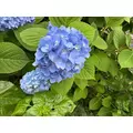 七瀬 えみり|名古屋市 中区錦の姉キャバクラ|ジュリアナ()