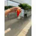 ナミ|海部郡 蟹江町錦のキャバクラ|carthago(カルタゴ)