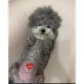 うづき ふうか|札幌市 すすきののニュークラブ|Fillia(フィリア)