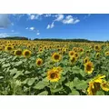 北乃 アリス|旭川市 4条通のニュークラブ|Four Season(フォーシーズン)