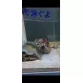 美月 れい|札幌市 中央区南のニュークラブ|Leicester(レスター)