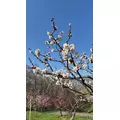 陽月 みや|札幌市 すすきののニュークラブ|Fillia(フィリア)