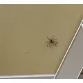 ちなつ|長崎市 銅座町のガールズバー|G291(ジーニクイチ)