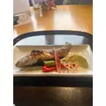 さやか|船橋市 本町のキャバクラ|Donfin(ドンフィン)