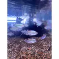 さつき|北足立郡 伊奈町内宿台のキャバクラ|星-Star-(スター)