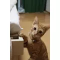 ユズ|さいたま市 大宮区仲町のキャバクラ|ai(アイ)