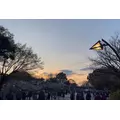 ぴの|横浜市 中区常盤町のガールズバー|TINDER LAND(ティンダーランド)
