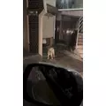 せな|大阪市 中央区難波のガールズバー|焼肉とバニーガール(ヤキニクトバニーガール)