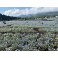 るか|熊本市 中央区下通のコンカフェ|Candy Made(キャンディーメイド)