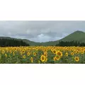 美月|都城市 牟田町のキャバクラ|Jardin(ハルディン)