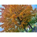 咲良 水月|札幌市 すすきののニュークラブ|Fillia(フィリア)