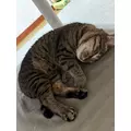 花咲 みらい|札幌市 中央区南のニュークラブ|Leicester(レスター)