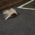 マユ|さいたま市 大宮区仲町のキャバクラ|ai(アイ)