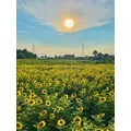ミノリ|さいたま市 大宮区仲町のキャバクラ|ai(アイ)