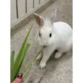 涼風 あき|札幌市 すすきののニュークラブ|Fillia(フィリア)