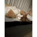桐島 りゅう|札幌市 すすきののニュークラブ|凛()