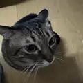 あやね|長崎市 本石灰町のキャバクラ|AERA(アエラ)