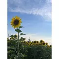 ミノリ|さいたま市 大宮区仲町のキャバクラ|ai(アイ)