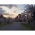 宝條 夏恋|旭川市 4条通のニュークラブ|Four Season(フォーシーズン)
