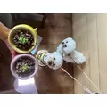 神楽 ゆあ|札幌市 すすきののニュークラブ|P&J(ピーアンドジェイ)