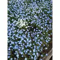 うみ|足立区 千住のキャバクラ|Donfin(ドンフィン)