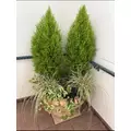 宝條 夏恋|旭川市 4条通のニュークラブ|Four Season(フォーシーズン)