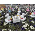 まき|葛飾区 高砂のガールズバー|Chamomile(カモミール)