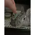 たま|静岡市 葵区常磐町のガールズバー|SHARE(シェア)