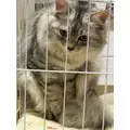 芹奈|さいたま市 大宮区仲町のキャバクラ|ai(アイ)