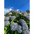 響 ゆめ|名古屋市 中区錦のクラブ|色錦()
