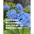 藤本 祐子ママ|長崎市 船大工町のスナック|咲耶(サクヤ)
