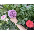 ゆりか|小田原市 栄町のキャバクラ|AGAIN(アゲイン)