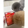 日向 茉莉|札幌市 中央区南のニュークラブ|Leicester(レスター)
