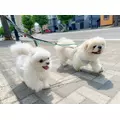 涼風 あき|札幌市 すすきののニュークラブ|Fillia(フィリア)