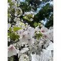 美波 ななみ|札幌市 すすきののニュークラブ|Fillia(フィリア)