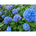 ゆり|福岡市 博多区中州のスナック|HALEMOANA(ハレモアナ)