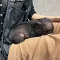ナナ|さいたま市 大宮区仲町のキャバクラ|ai(アイ)