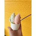 華宮 れい|札幌市 すすきののニュークラブ|P&J(ピーアンドジェイ)