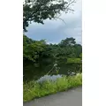 メルル|大阪市 中央区難波のガールズバー|焼肉とバニーガール(ヤキニクトバニーガール)