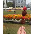涼風 あき|札幌市 すすきののニュークラブ|Fillia(フィリア)
