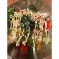 しゅが〜|高松市 古馬場町のコンカフェ|Medica Doll(メディカドール)