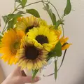 涼夏 みな|札幌市 中央区南のニュークラブ|Leicester(レスター)