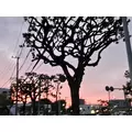 ゆり|福岡市 博多区中州のスナック|HALEMOANA(ハレモアナ)