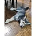 ゆり|福岡市 博多区中州のスナック|HALEMOANA(ハレモアナ)