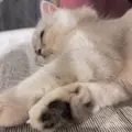 ふぅか|さいたま市 大宮区仲町のキャバクラ|ai(アイ)