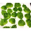 薫|都城市 牟田町のキャバクラ|Jardin(ハルディン)