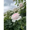 あすか|小山市 駅東通のガールズバー|N3(エヌスリー)