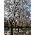 野本 明日香|札幌市 中央区南のニュークラブ|Leicester(レスター)